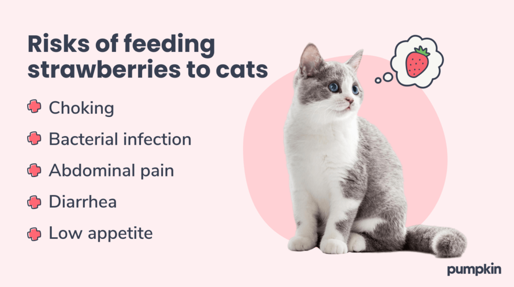 cat surrounded by different risks of eating strawberries