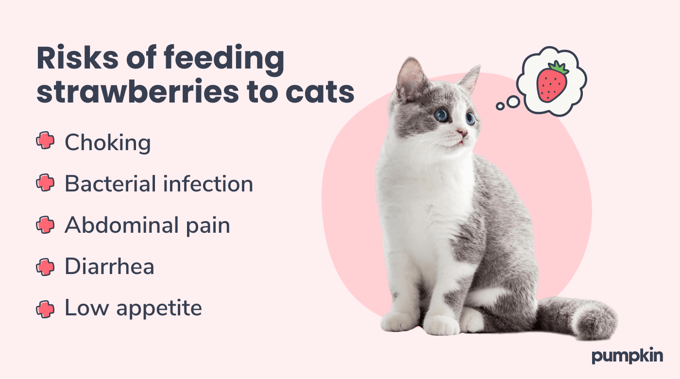 infographic showing cat surrounded by different risks of eating strawberries; title reads, 'Risks of feeding strawberries to cats'