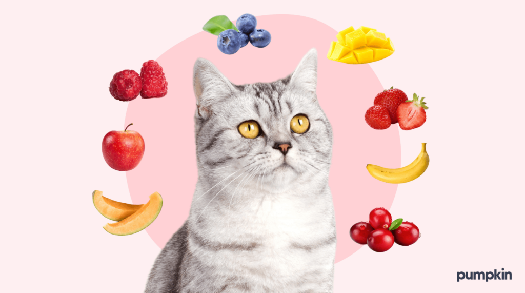 examples of safe fruit to feed cats