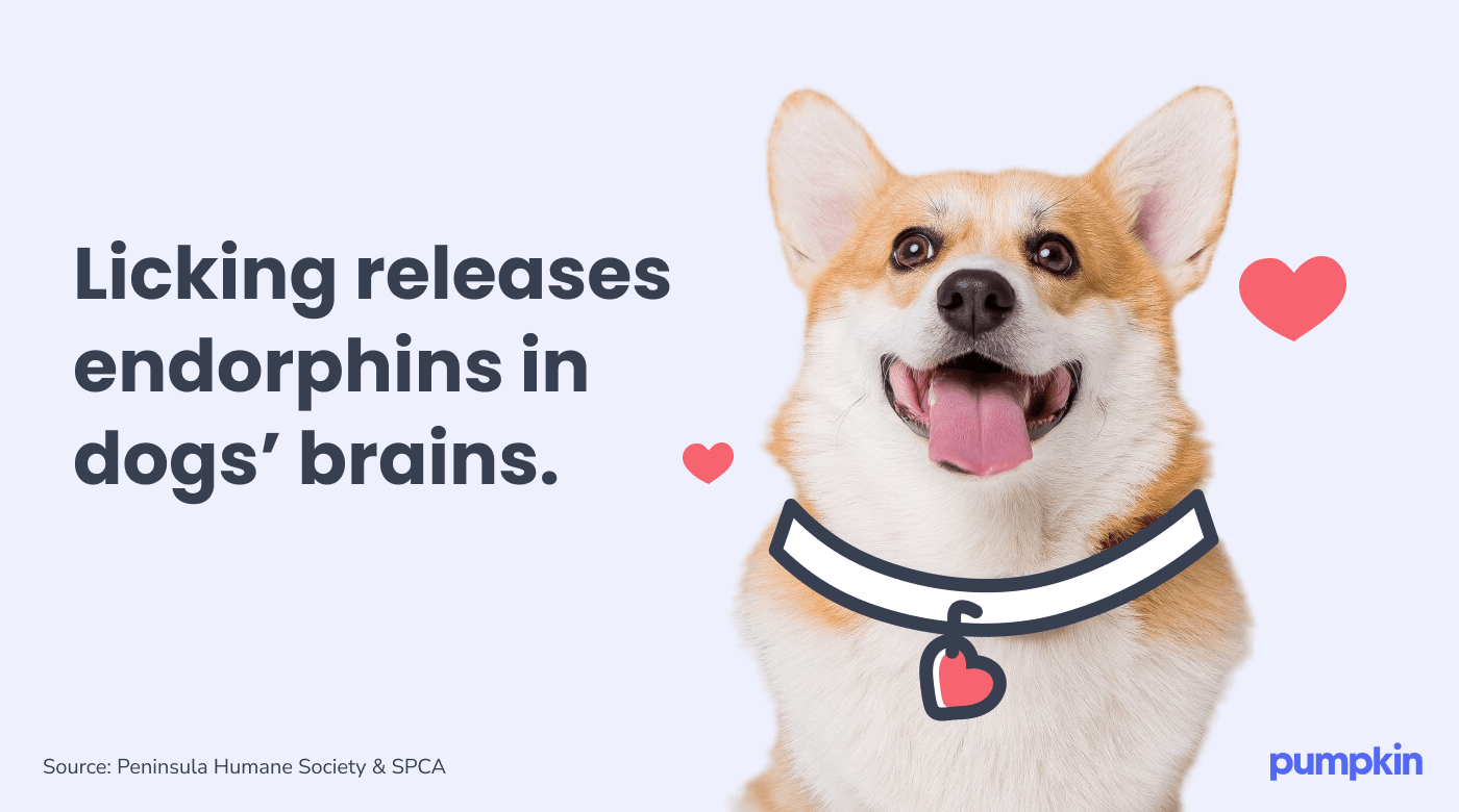 infographic with picture of smiling corgi and text that reads 'Licking releases endorphins in dogs' brains'