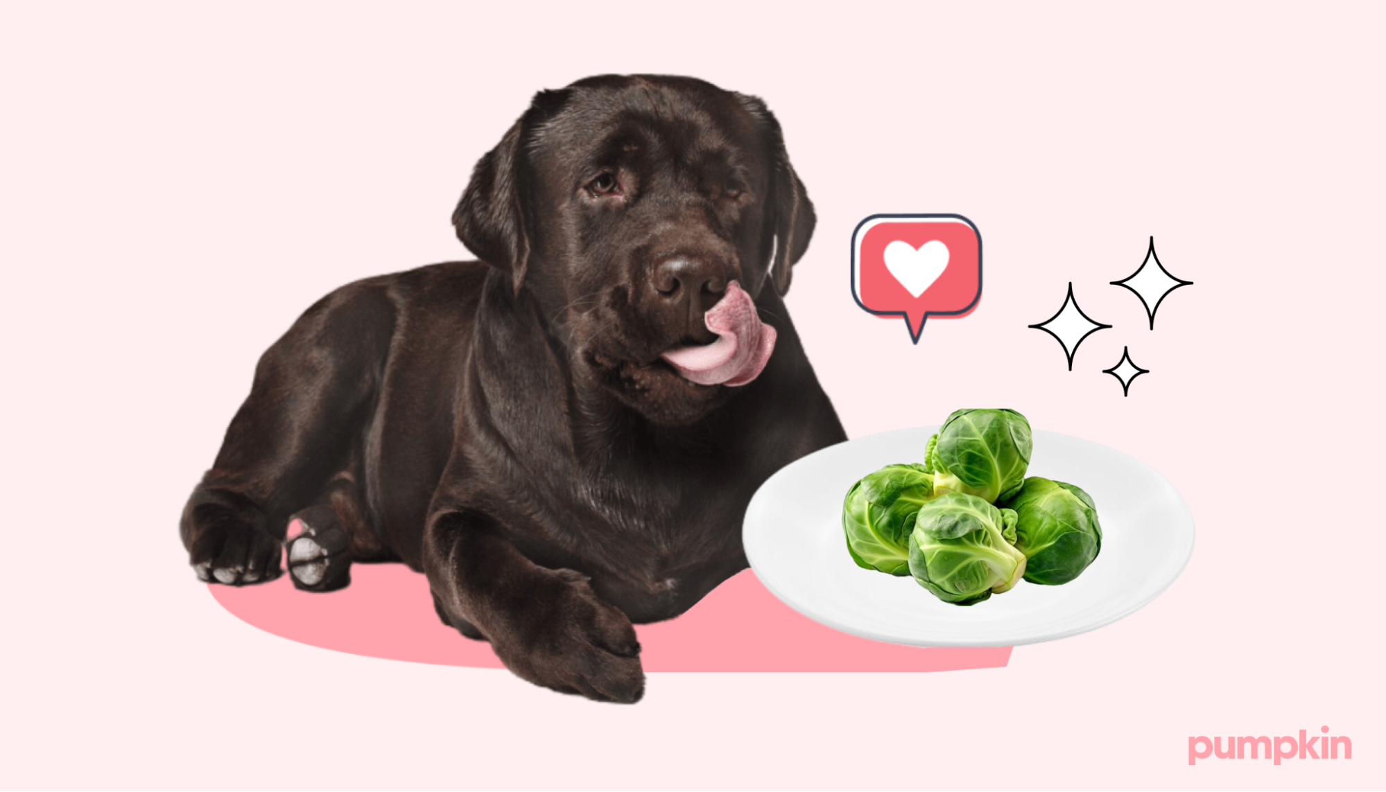 A chocolate lab licking its lips next to a plate of brussels sprouts