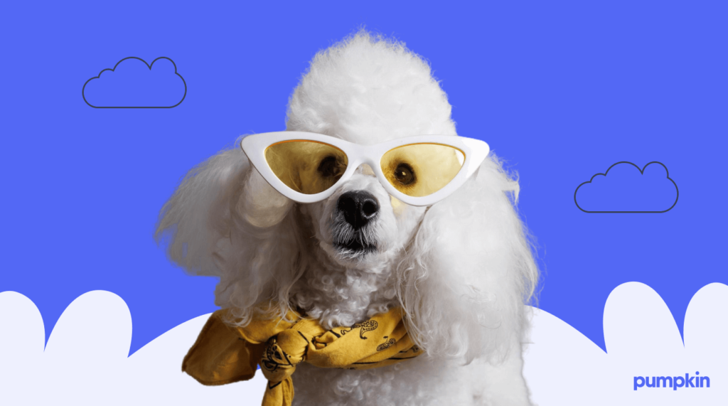 A poodle wearing sunglasses and a scarf