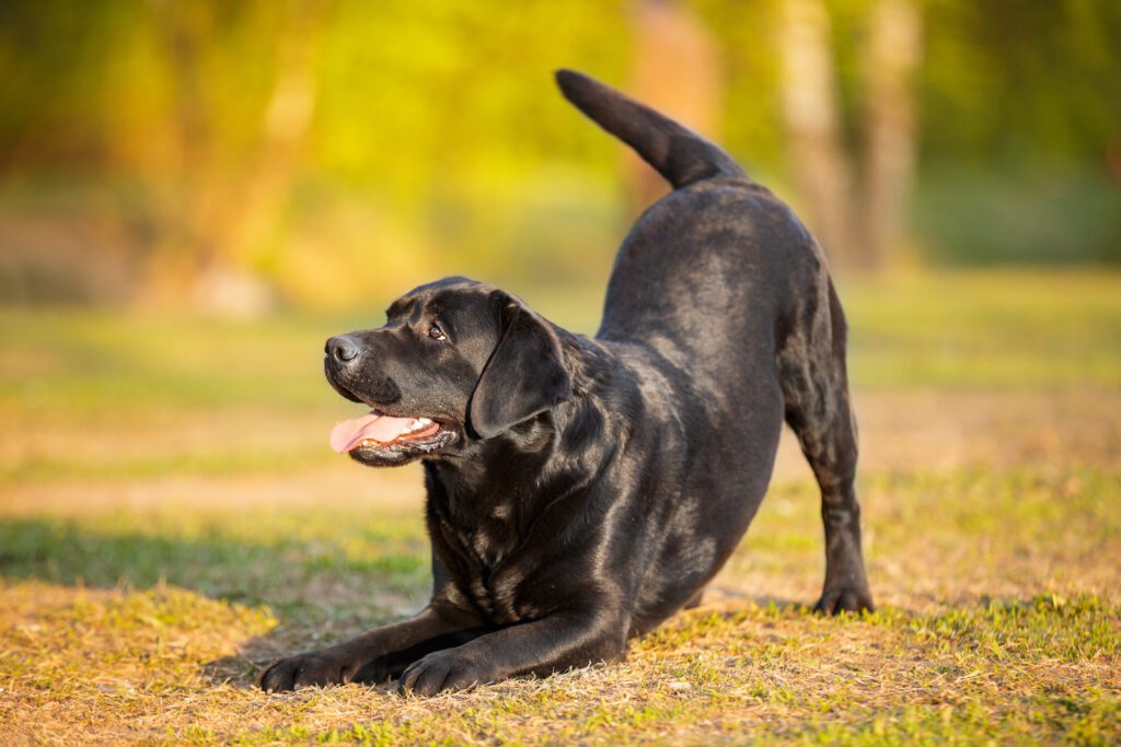 a black Labrador retriever exhibiting a play bow and getting ready to play