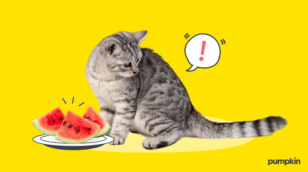 Can Cats Eat Watermelon Pumpkin