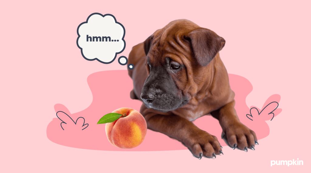 Can dogs eat canned peaches hotsell