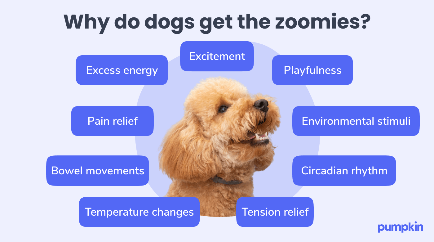 infographic listing reasons why dogs get the zoomies with picture of goldendoodle