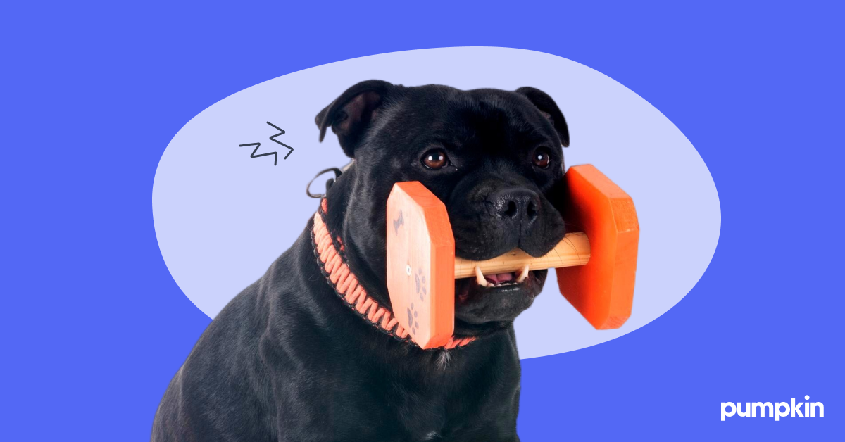 a large black dog with chew toy in its mouth