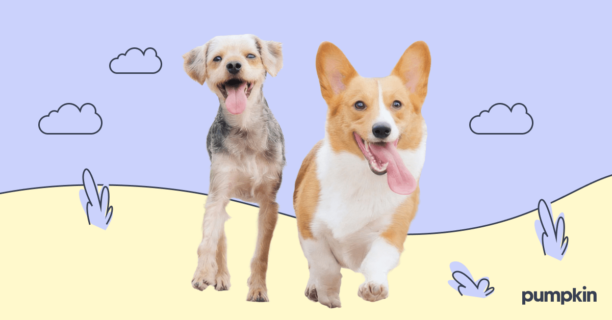 two small dogs side by side on an illustrated background