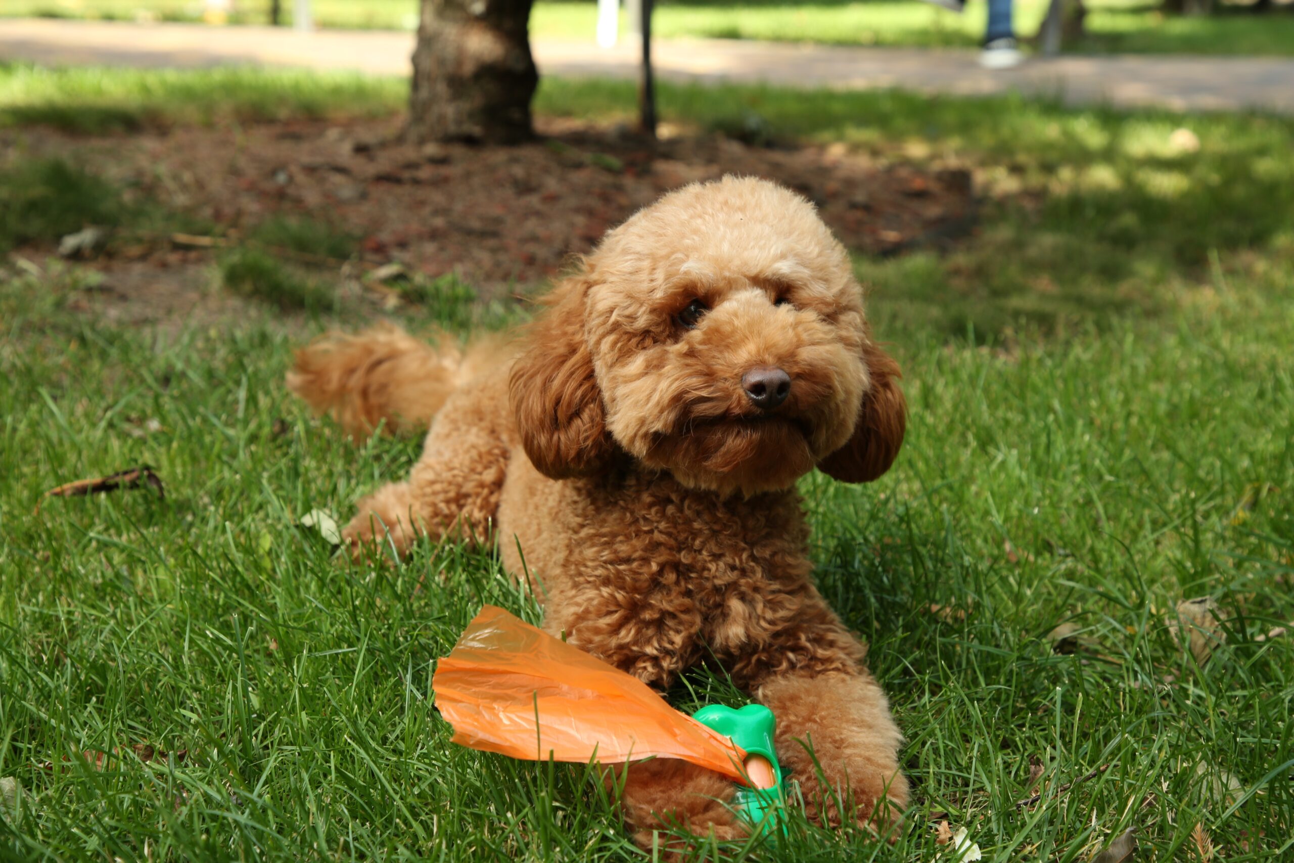 Brown labradoodle smiling with poop bag