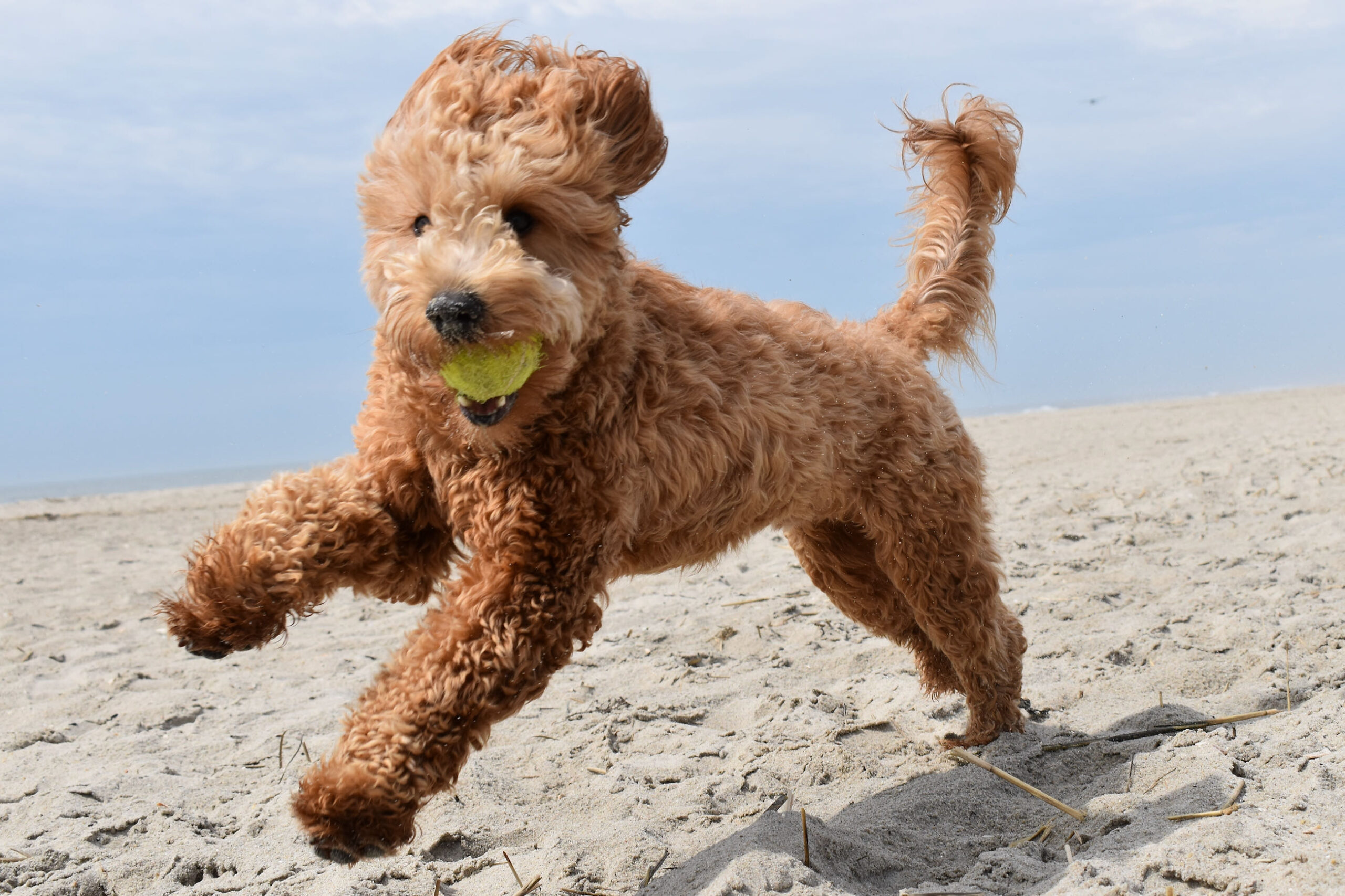 Golden doodle puppy playing with tennis ball on beach