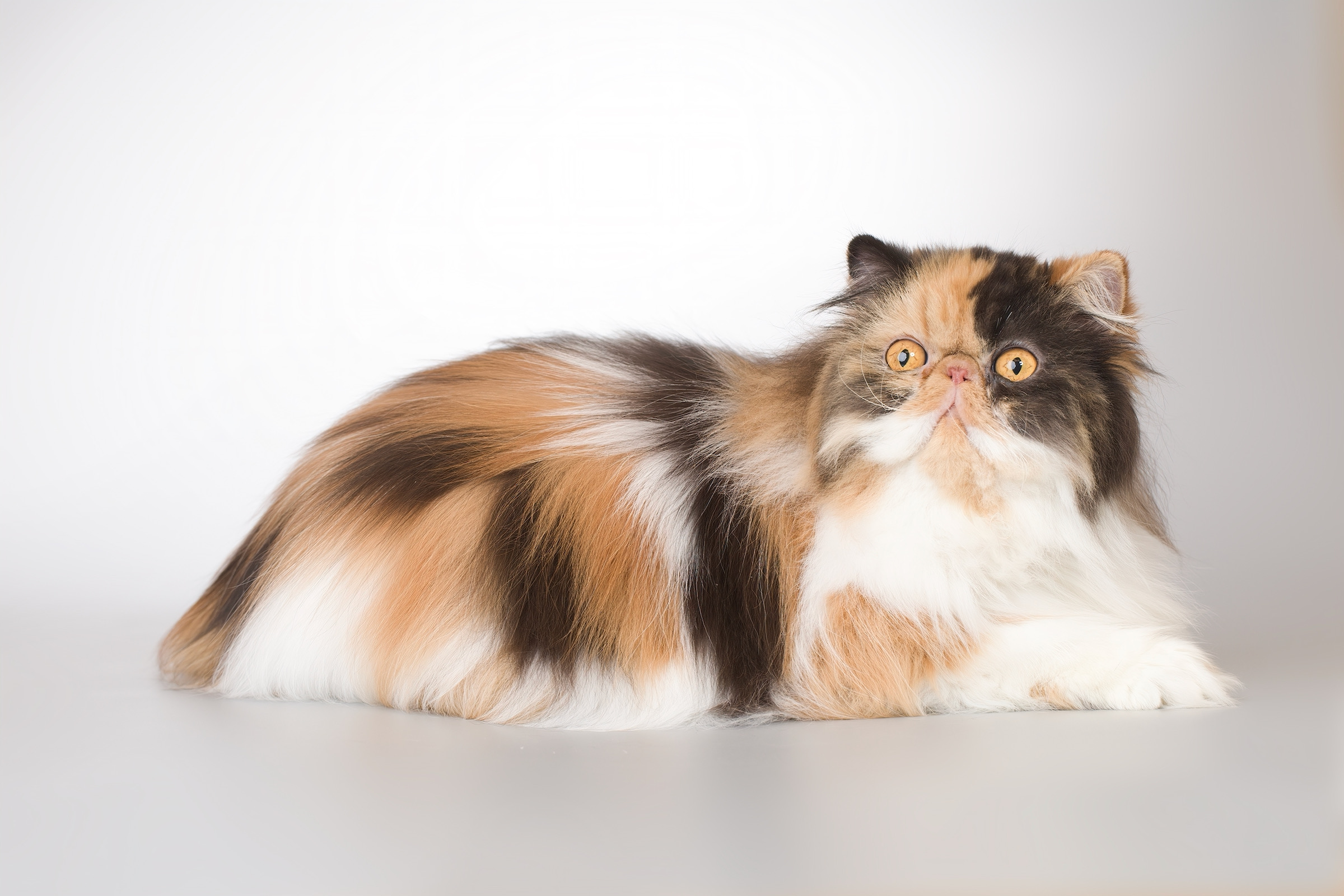 multi-color Persian cat with long hair posing for portrait in studio