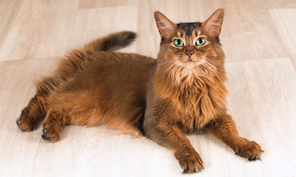 Somali cat portrait with green eyes poses for portrait at studio