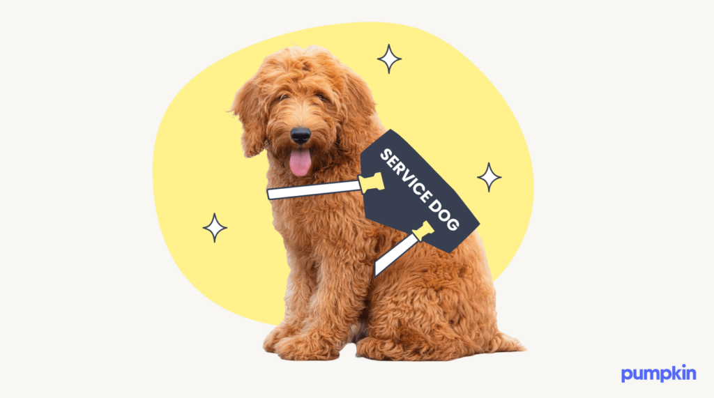 Image of a Goldendoodle wearing a service dog vest