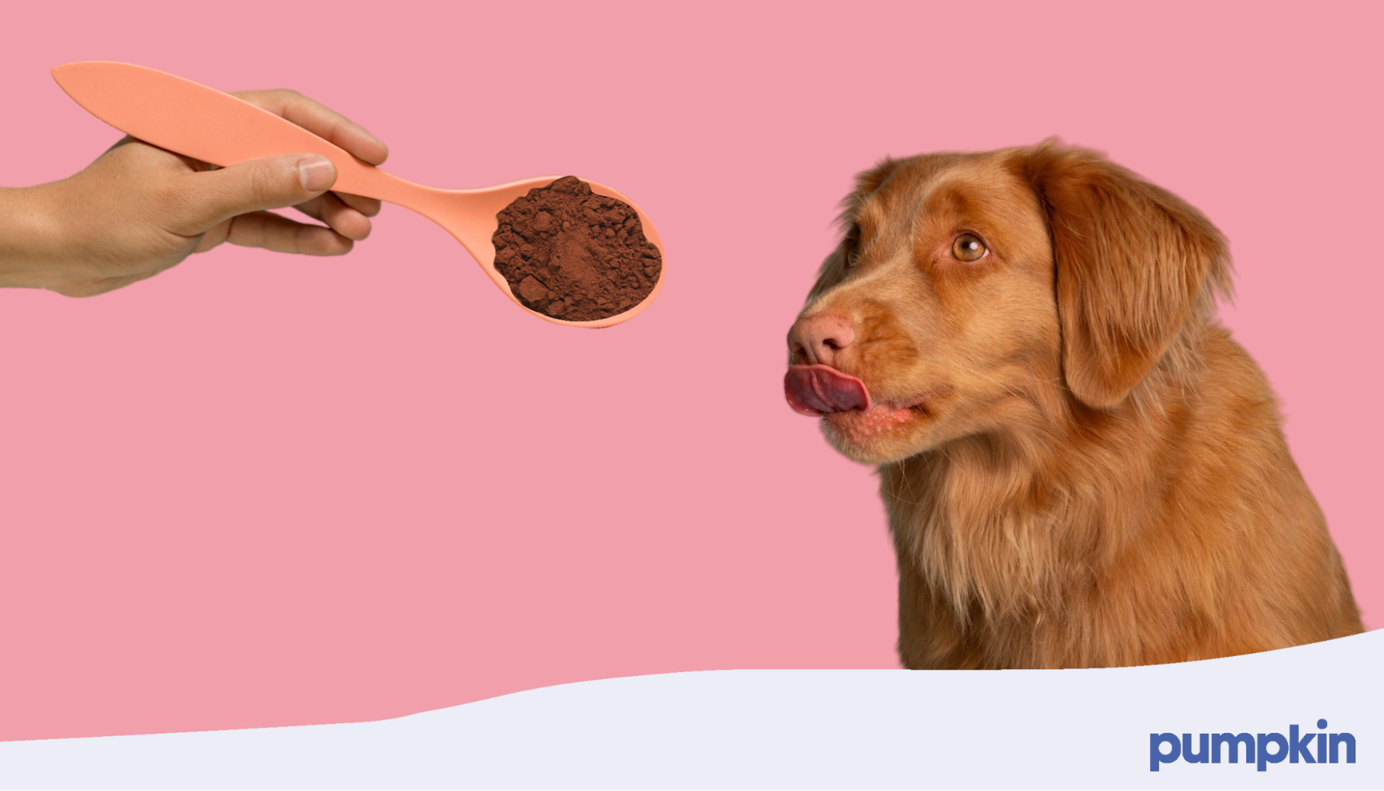 dog licking its lip near spoon of powdered cinnamon