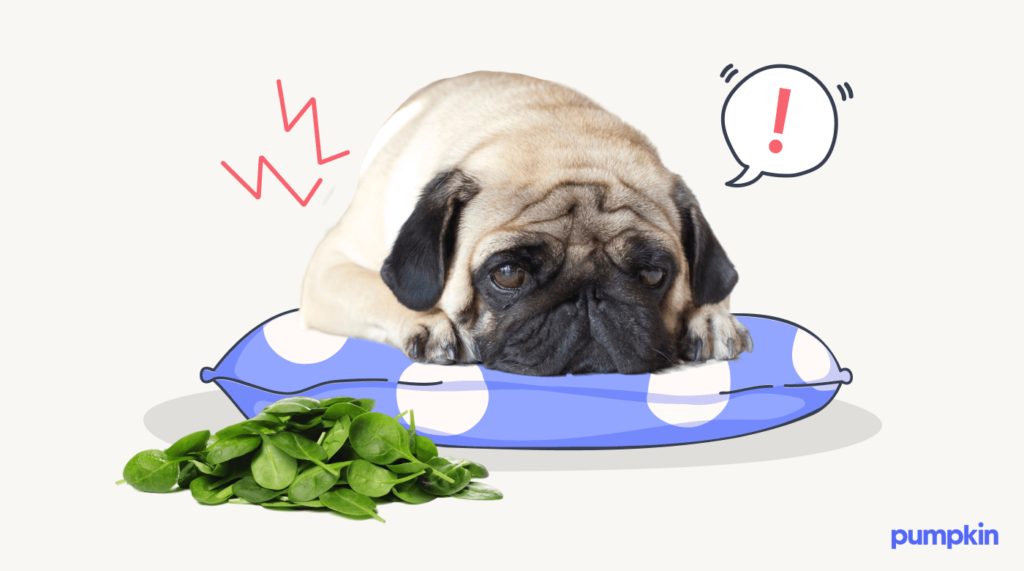 A pug looking unwell from too much spinach