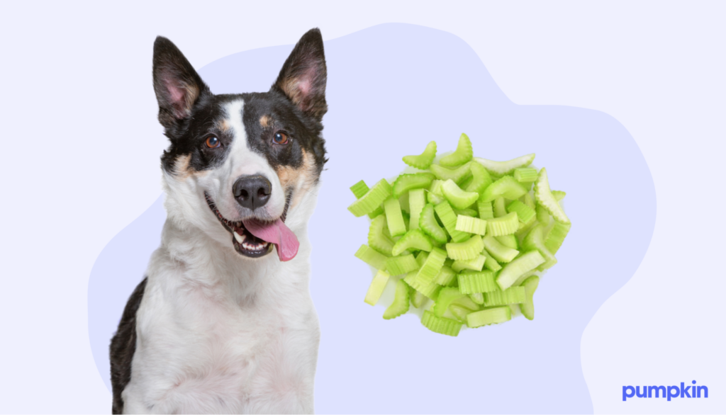 Can Dogs Eat Celery How To Serve this Healthy Treat Pumpkin