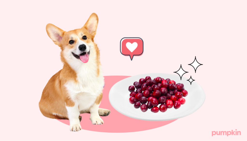 Happy corgi dog next to a plate of cranberries.