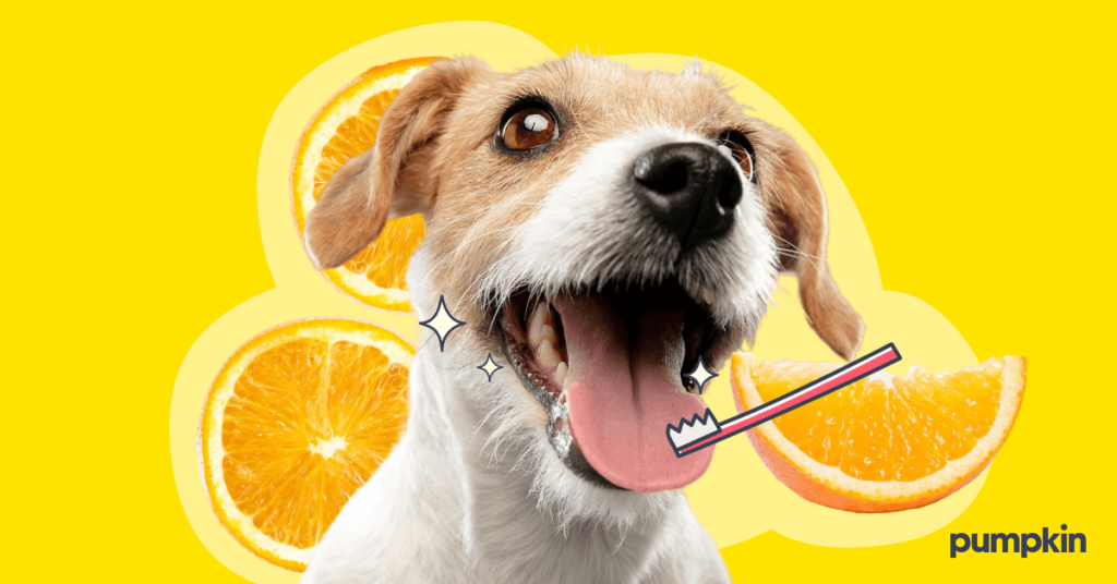 happy dog with open mouth alongside images of oranges and a toothbrush