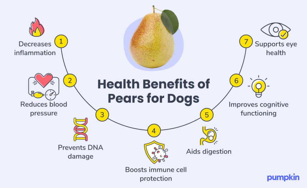 infographic listing health benefits of pears for dogs