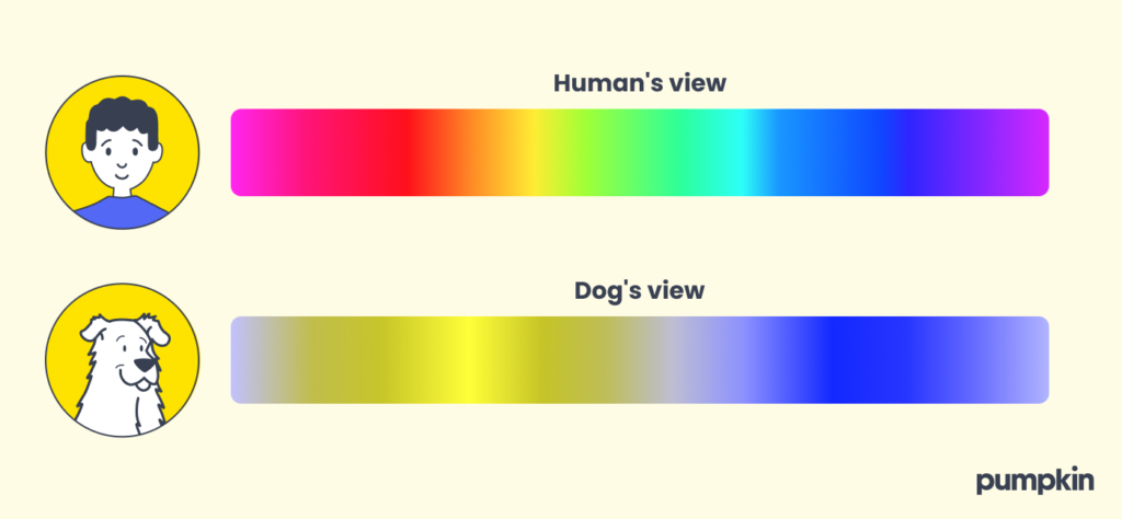 infographic showing color perception of humans versus dogs