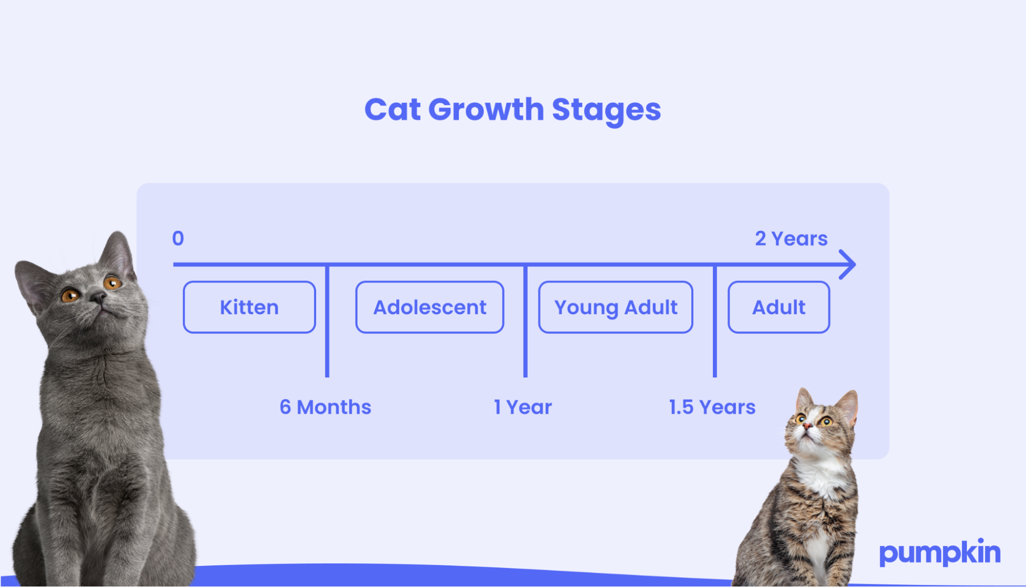 Infographic of cat growth stages