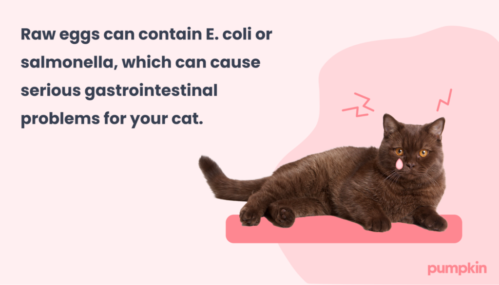 Infographic about harmful bacteria found in raw eggs; text reads 'Raw eggs can contain E. coli or salmonella, which can cause serious gastrointestinal problems for your cat'