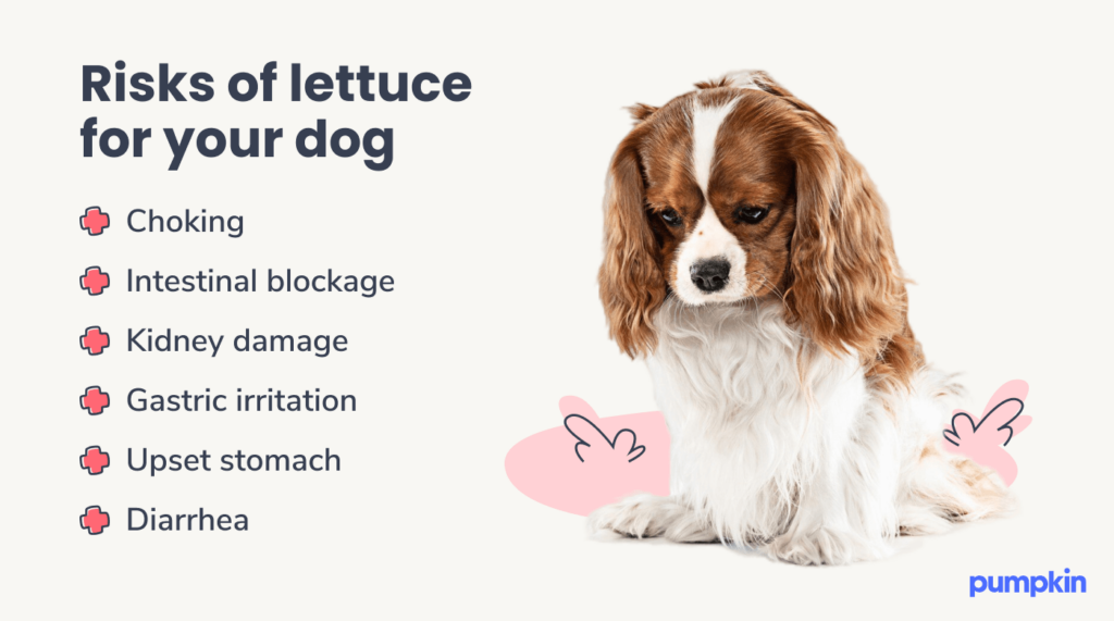 infographic listing risks of lettuce for dogs, with image of sad-looking puppy