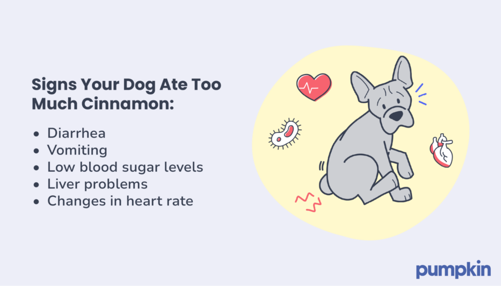 infographic listing Symptoms of Too Much Cinnamon in Dogs