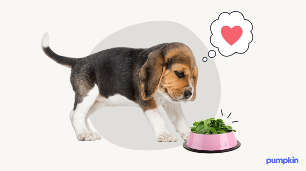 A puppy alongside a bowl of cooked spinach