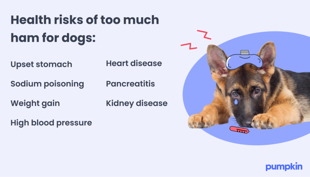 infographic showing A sick dog and listing the risks of ham, text reads 'Health risks of too much ham for dogs'