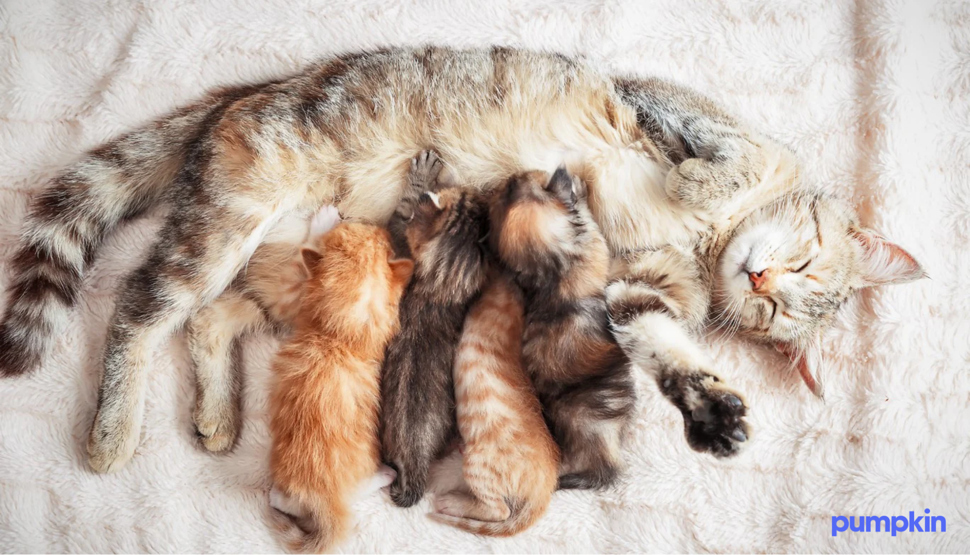 Mother cat nursing kittens while laying in a sun beam