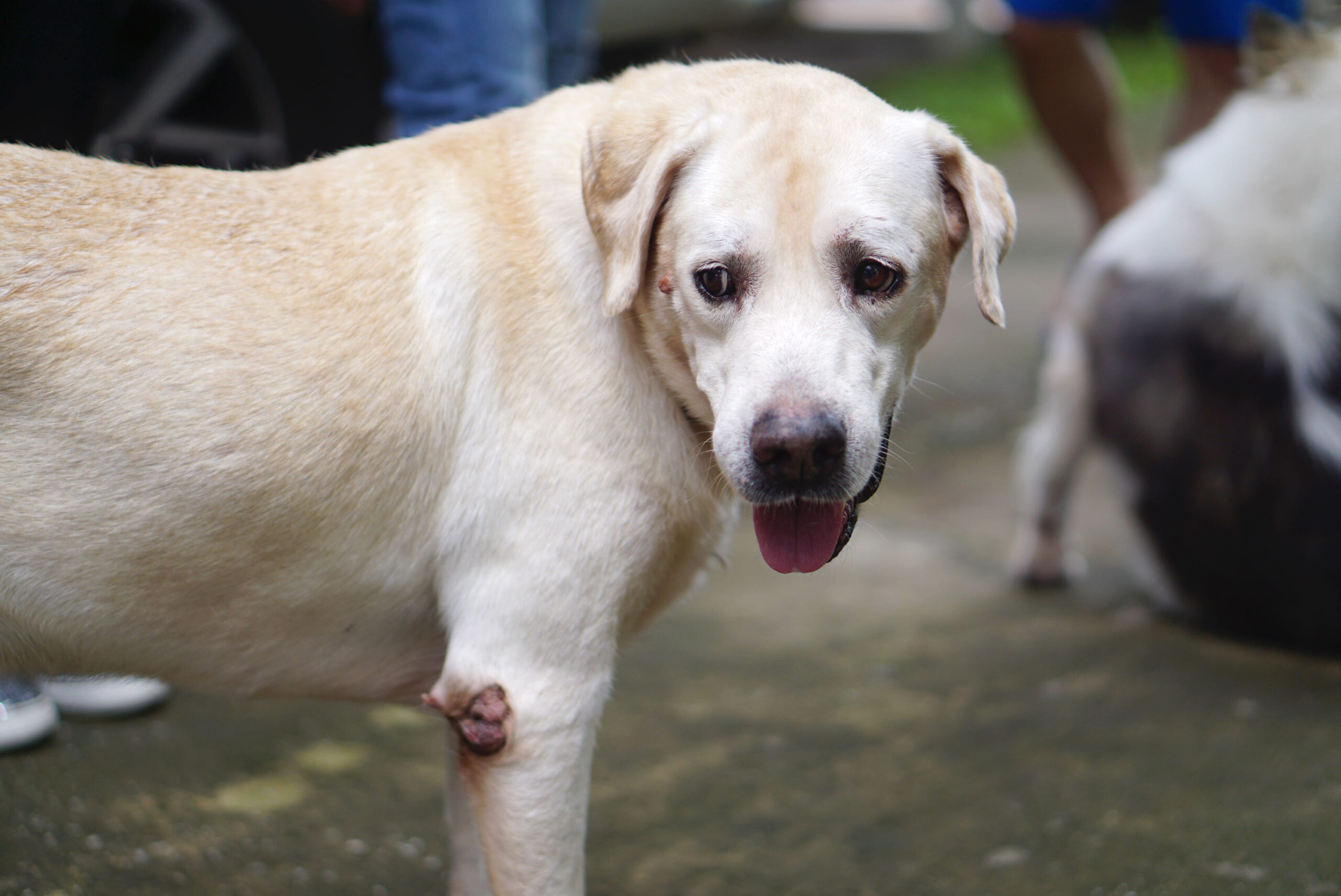 Senior cream color labrador dog with small wart on his face and elbow