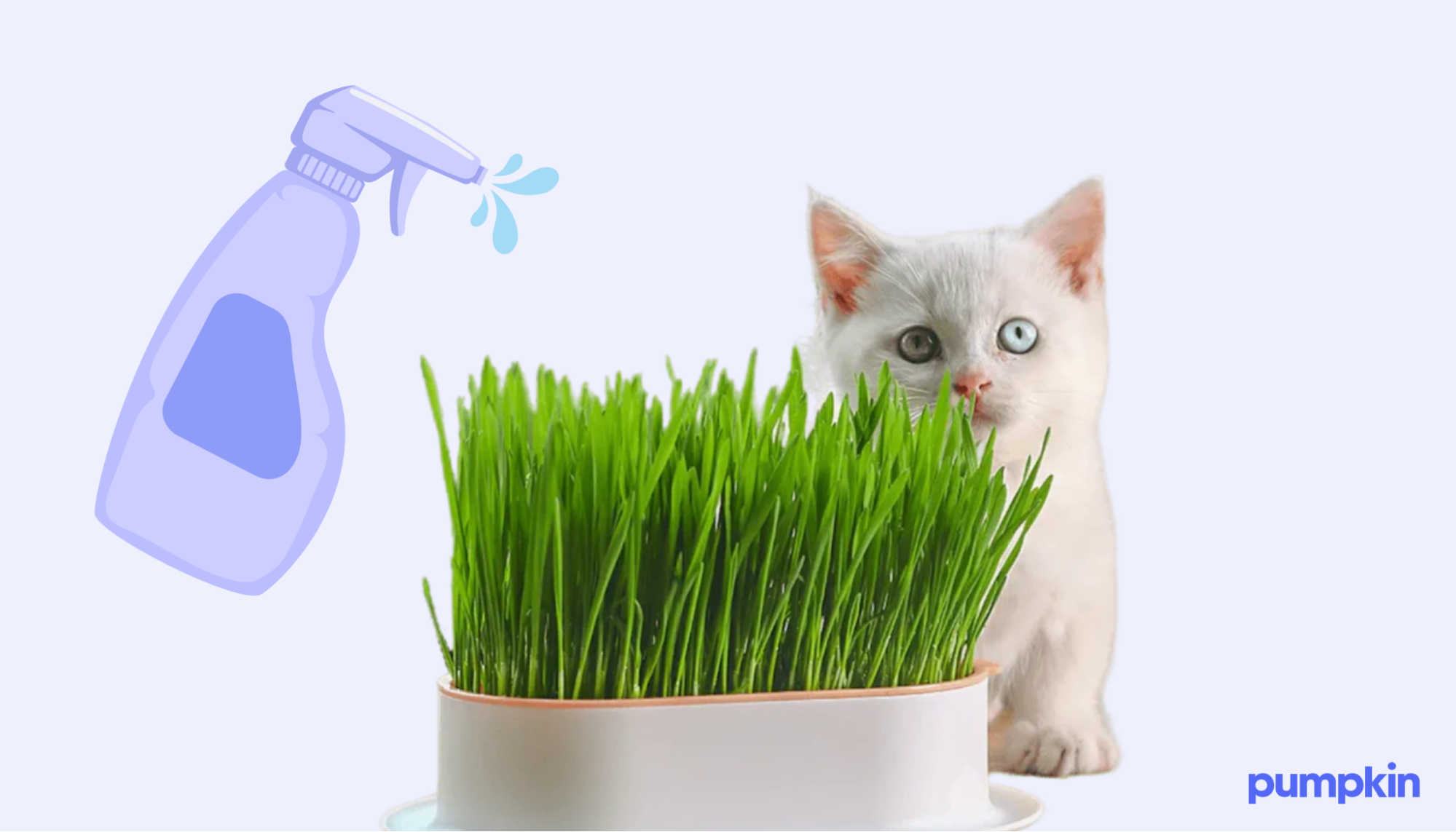 Cat sniffing cat grass as it’s being watered