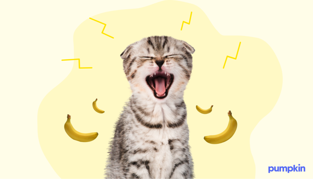 Cat making an angry face next to photos of bananas