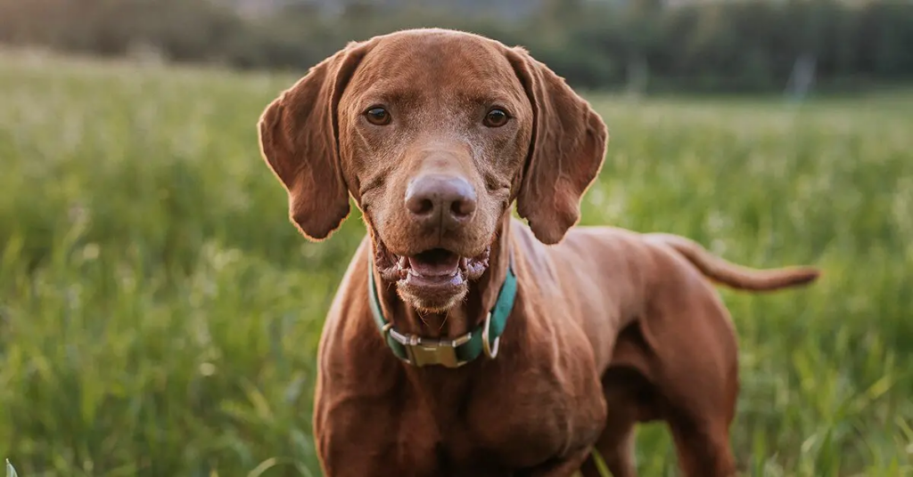 A Vizsla dog in a field