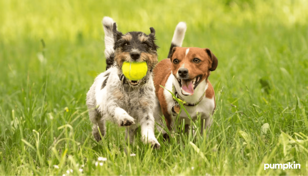 Two dogs running with a ball