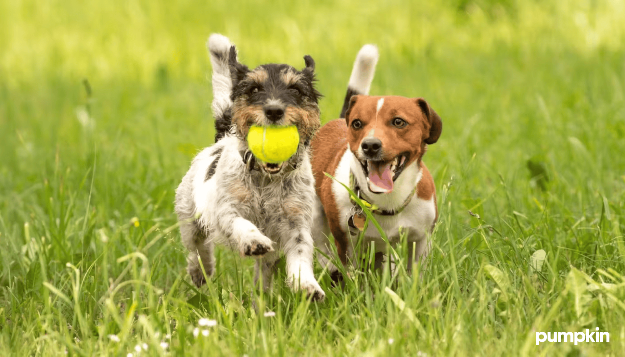 Two dogs running with a ball in tall grass