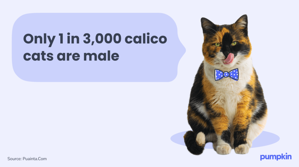 infographic with calico cat; text reads 'Only 1 in 3,000 calico cats are male'