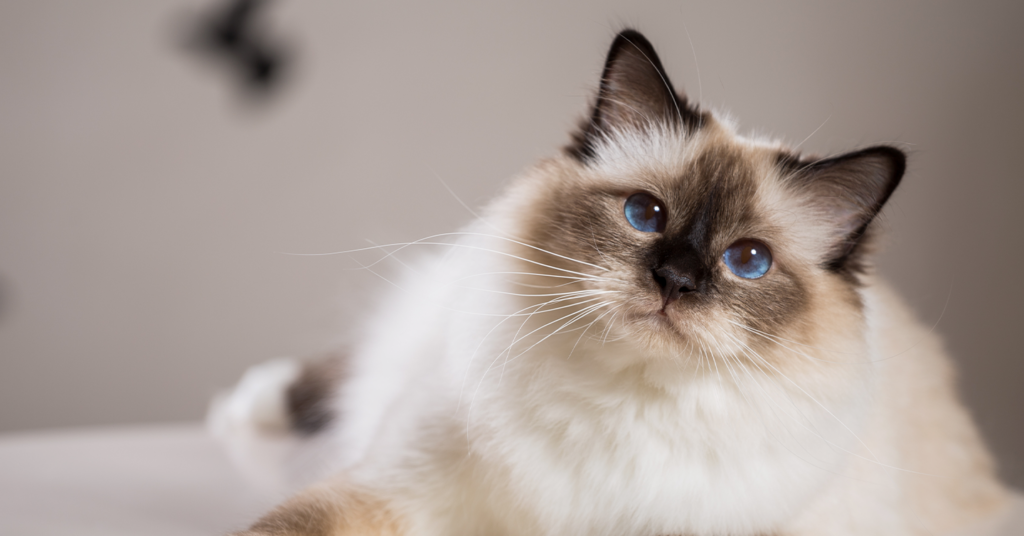 Image of a Birman cat