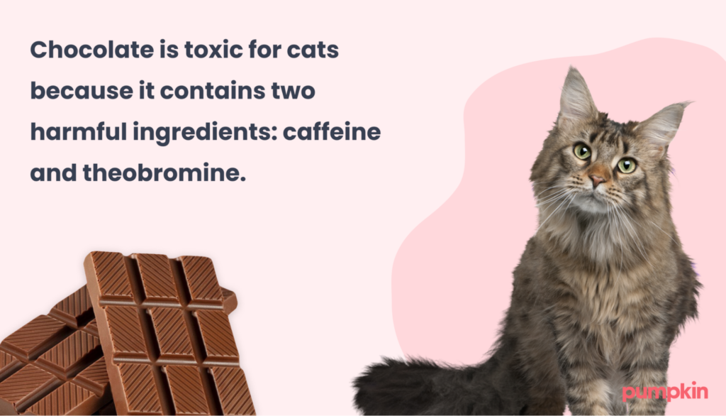 Infographic explaining that caffeine and theobromine found in chocolate are toxic for cats.