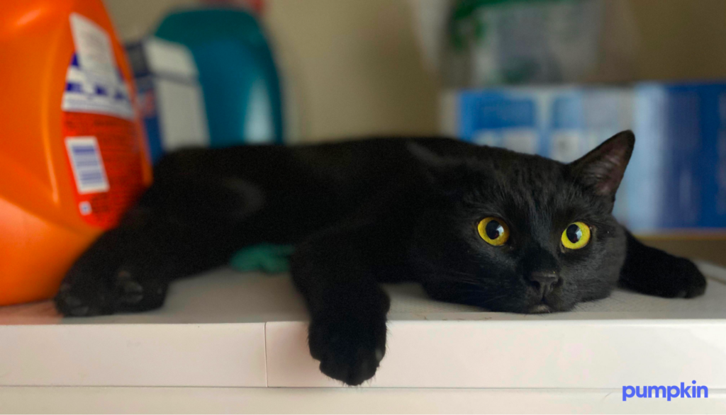 Black cat laying on counter