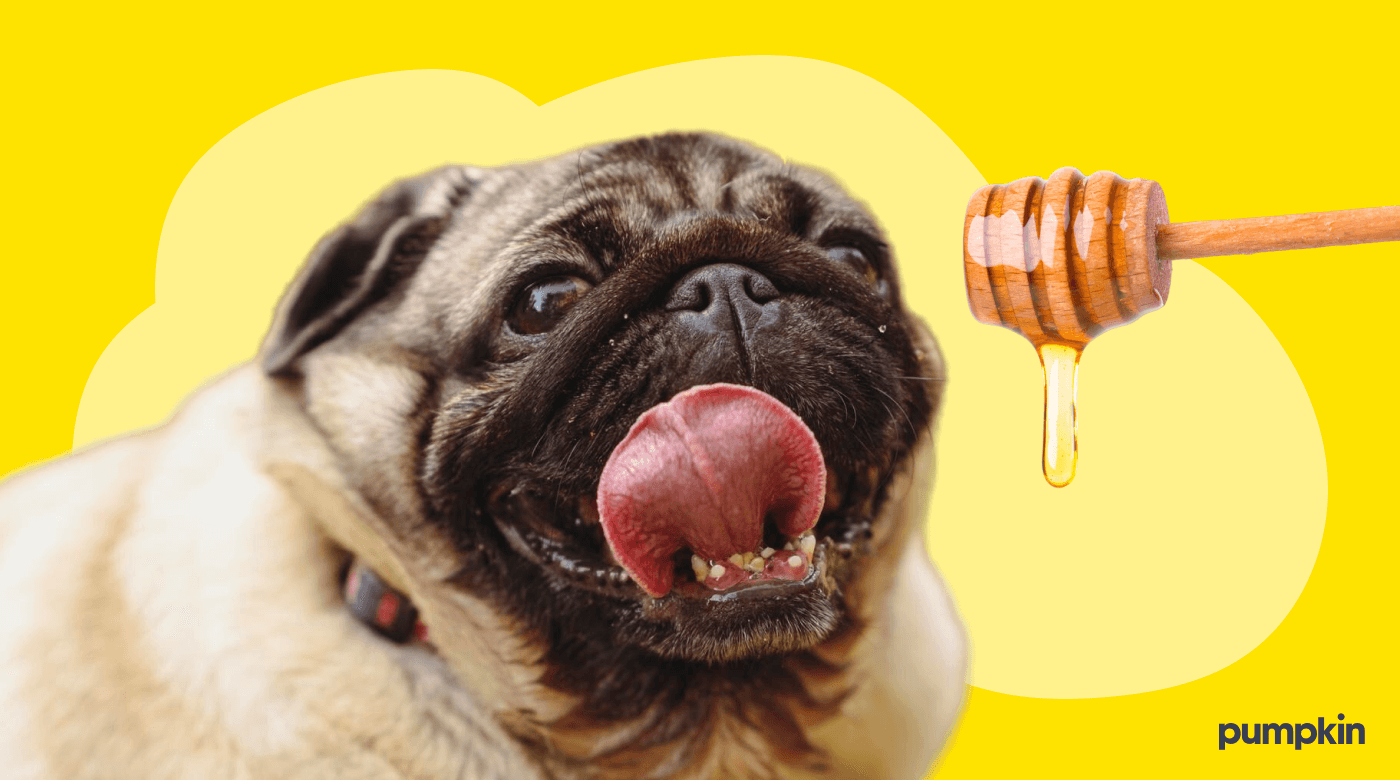 Is honey bad for dogs to eat hotsell