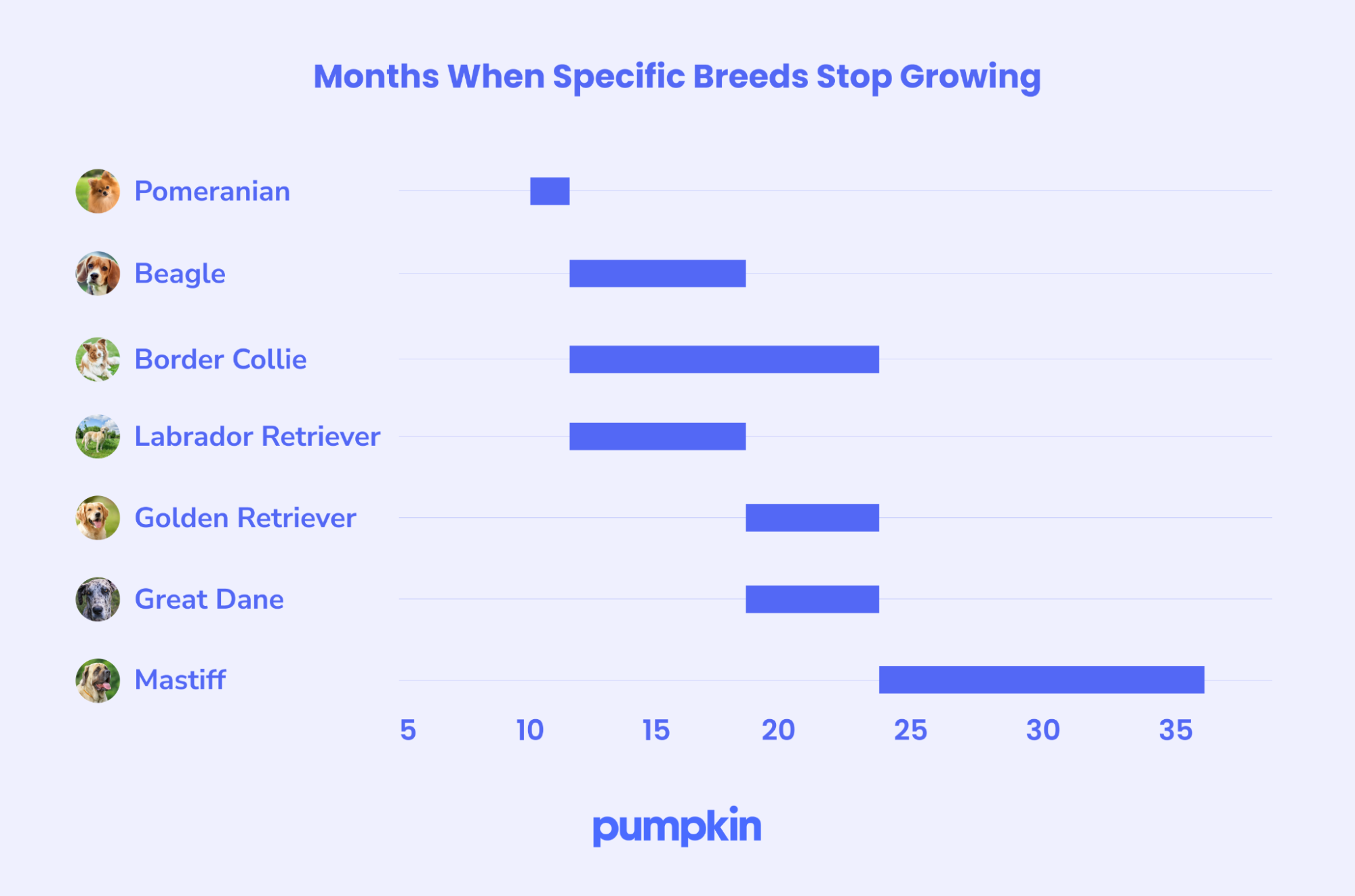 Infographic of different breeds of dogs and when they stop growing