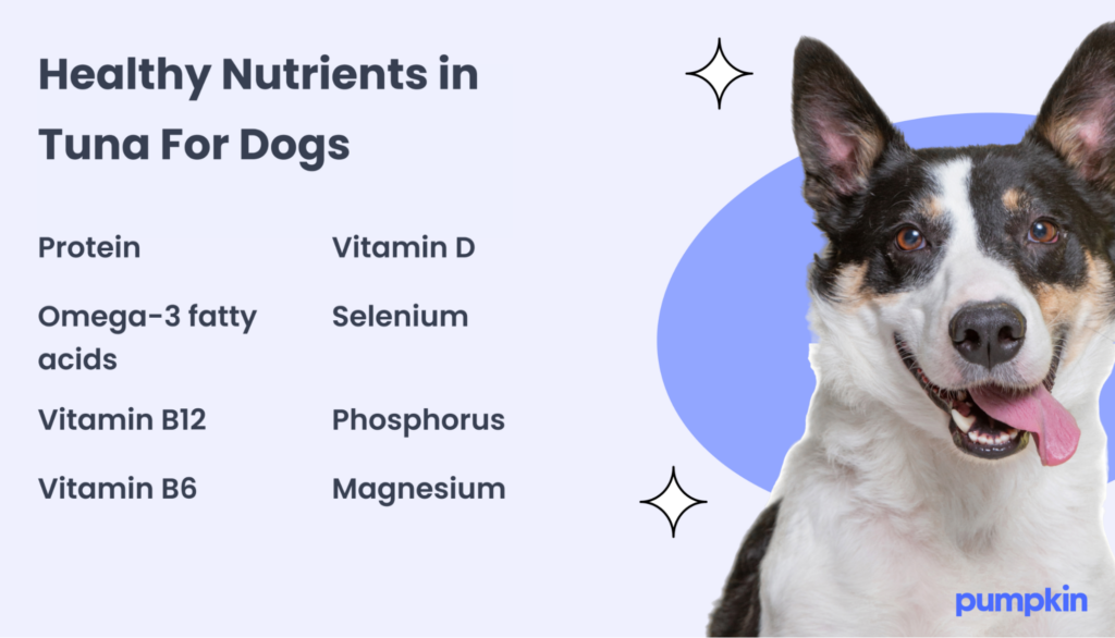 Infographic of the nutritional benefits of tuna for dogs.