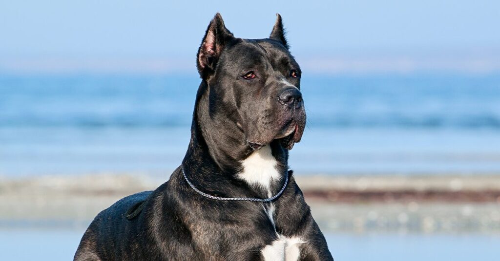 large black Cane Corso dog at the beach