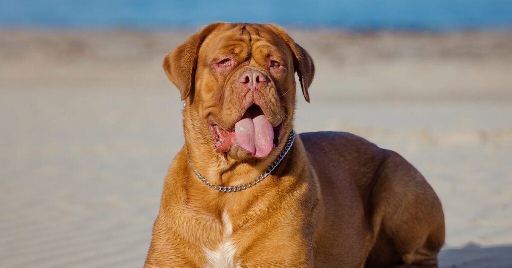 Dogue de Bordeaux large dog breed