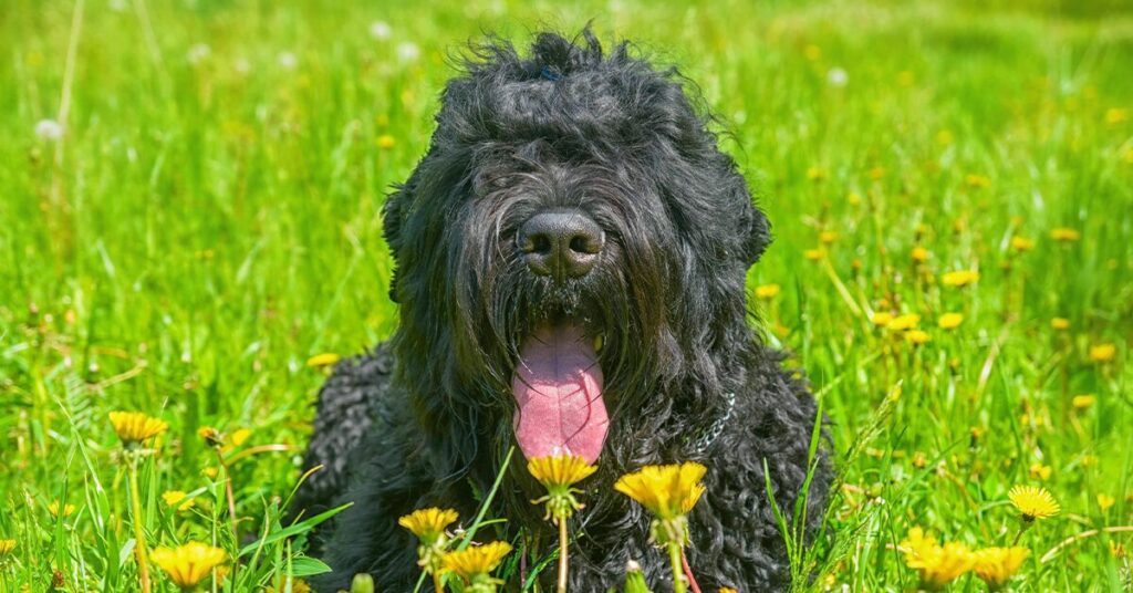 Black Russain Terrier large dog breed