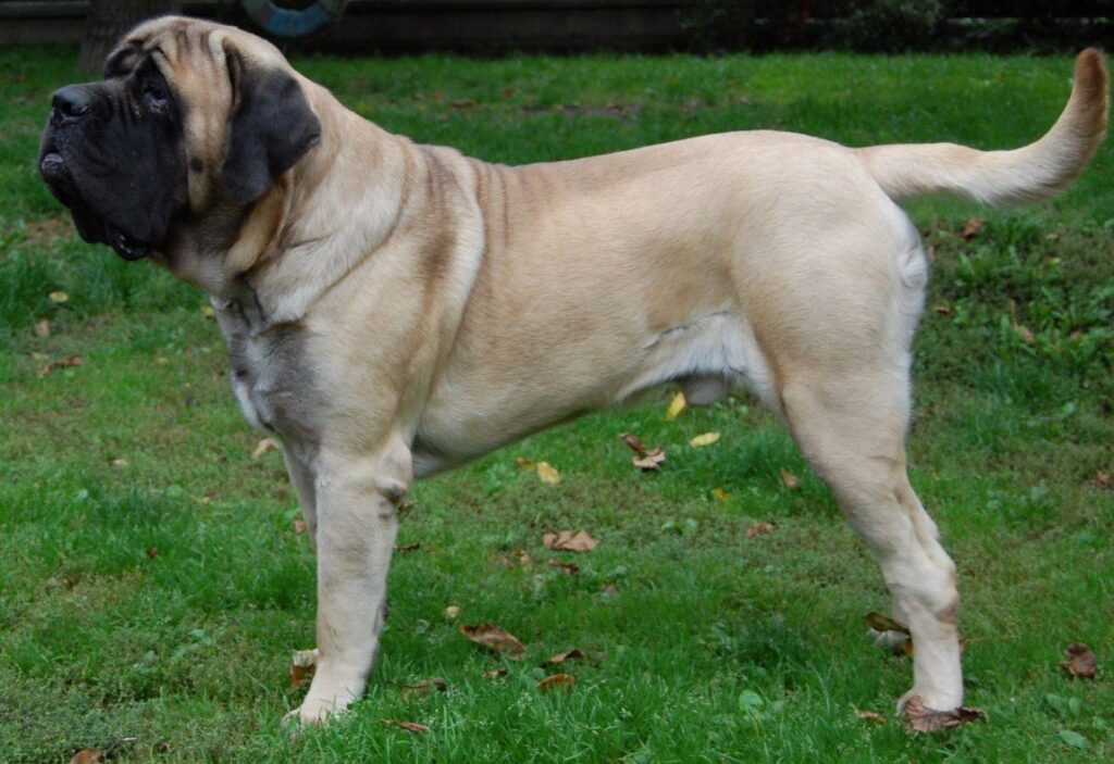 male Mastiff dog in yard