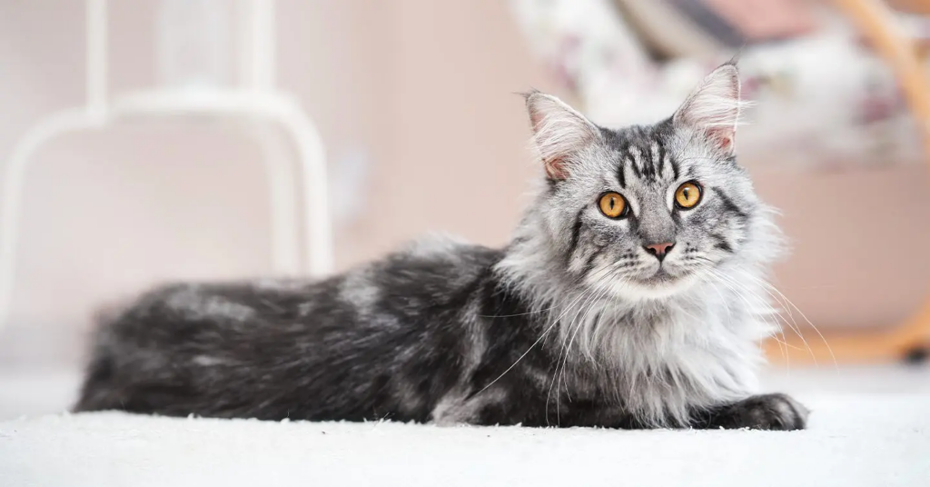 Image of a Maine Coon cat