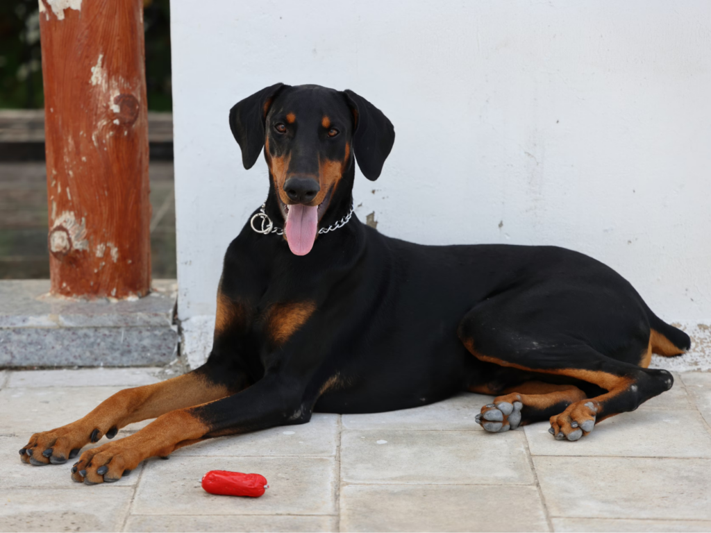 Doberman Pinscher large dog breed